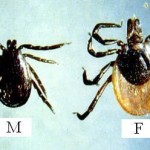 zecca Ixodes ricinus 2
