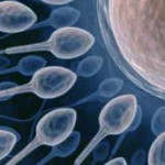 spermatozoi