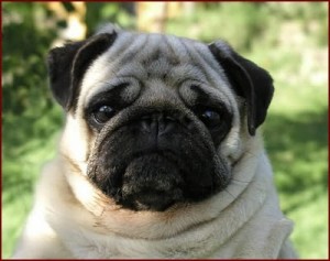 carlino