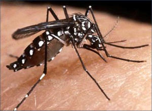 mosquito_0