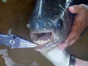 pacu-pesce-azzanna-testicoli