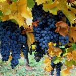 vendemmia-2013-lavoro1