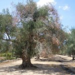 ULIVI MALATI PUGLIA
