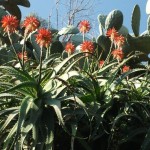 aloe arb