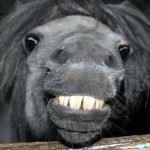 cavallo-che-ride