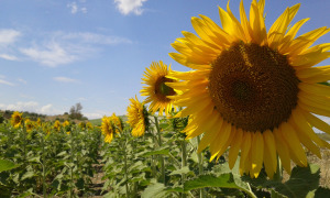 Girasoli